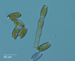 Podosphaera plantaginis