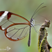 Mariposa Alas de Cristal Oxidada - Photo (c) Eduardo Axel Recillas Bautista, algunos derechos reservados (CC BY-NC), subido por Eduardo Axel Recillas Bautista