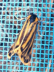 Setina aurita