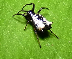 Micrathena patruelis