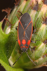 Ochrimnus lineoloides