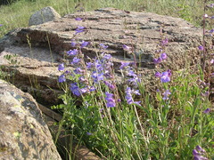 Penstemon leiophyllus