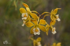 Encyclia alboxanthina
