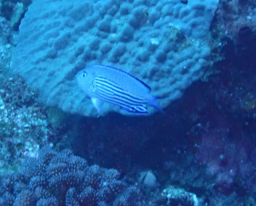 ヒレナガヤッコ