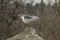Larus fuscus