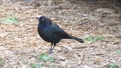 Euphagus cyanocephalus