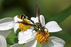 Phimenes flavopictus flavopictus