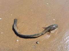 Parachaeturichthys polynema