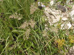 Calamagrostis scopulorum