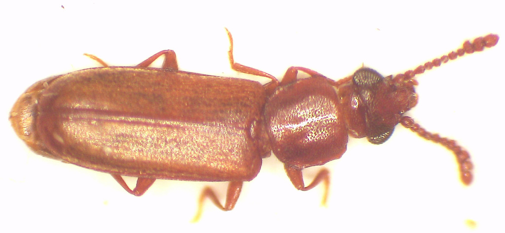 Pediacus australis