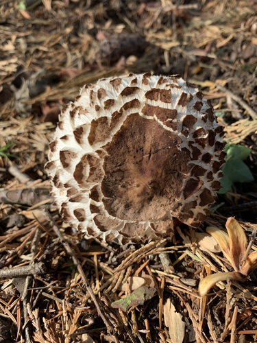 Šiurkščioji žvynoklė nuotrauka