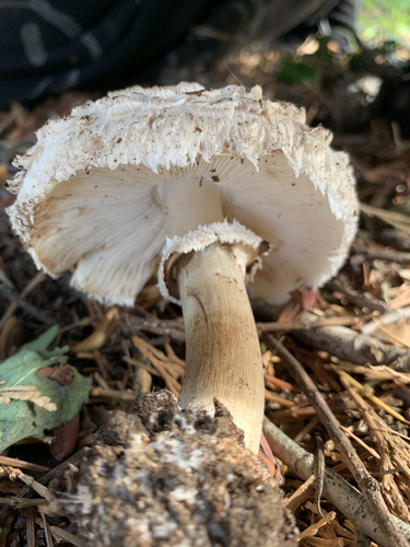 Šiurkščioji žvynoklė nuotrauka