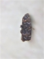 Corocosma memorabilis