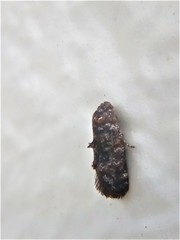 Corocosma memorabilis