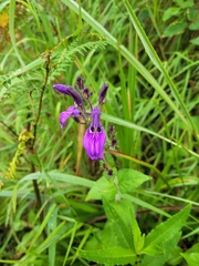 Brillantaisia