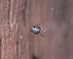 Theridion