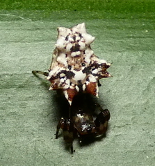 Micrathena horrida