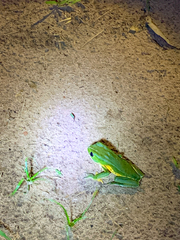 Phyllomedusa burmeisteri