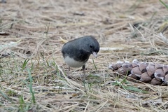 Junco hyemalis
