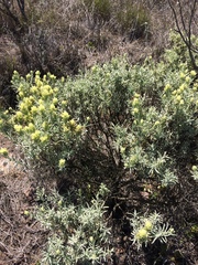 Castilleja grisea