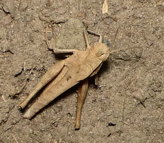 Xyleus discoideus angulatus