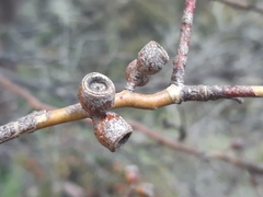 Eucalyptus archeri