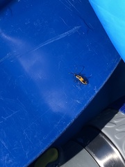 Chauliognathus fasciatus