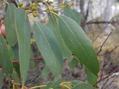 Eucalyptus archeri