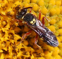 Nomada texana