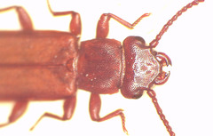 Platisus angusticollis