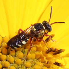 Nomada texana