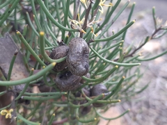 Hakea epiglottis