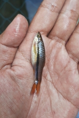 Rasbora einthovenii