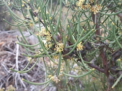 Hakea epiglottis