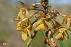 Epidendrum orchidiflorum