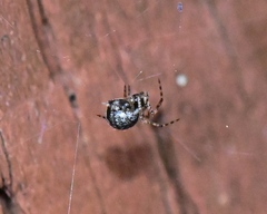 Theridion