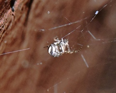 Theridion