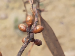 Eucalyptus rubida