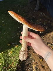 Amanita
