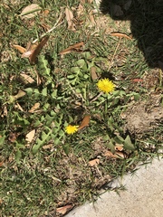Taraxacum officinale