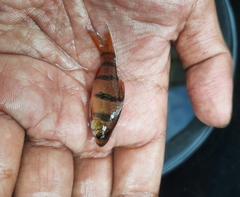 Desmopuntius hexazona