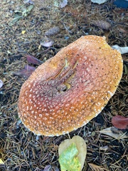 Amanita