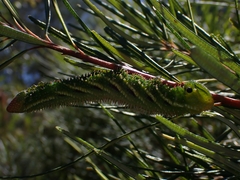 Coequosa triangularis