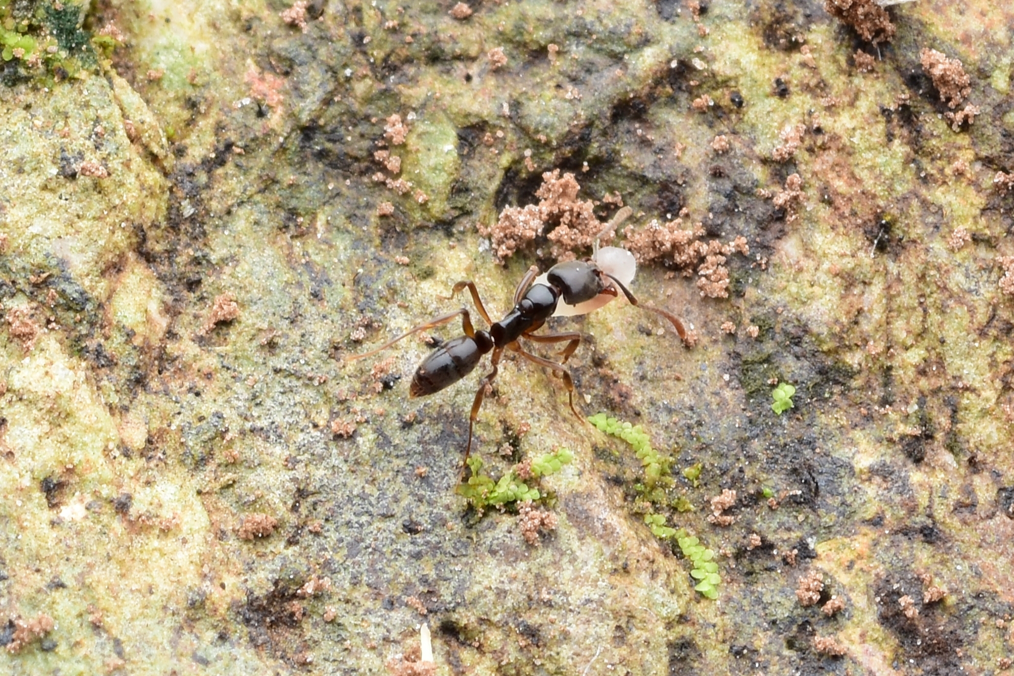 Brachyponera croceicornis