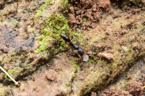 Brachyponera croceicornisBrachyponera croceicornis