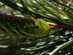 Coequosa triangularis
