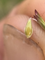 Phalaris californica