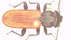Platisus bicolor