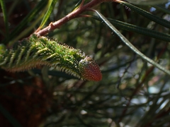 Coequosa triangularis