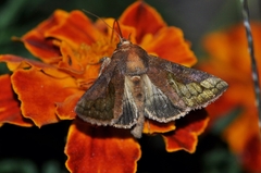 Thysanoplusia intermixta